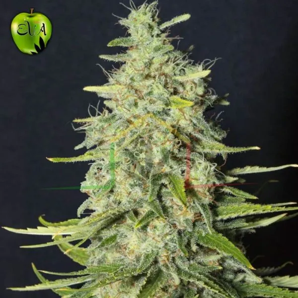 Monster CBD Eva Seeds