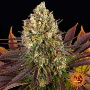 Biscotti - Barney's Farm