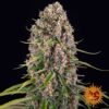 Blue Cheese - Barney's Farm