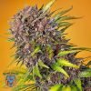 Diablo Rojo XL Auto - Sweet Seeds
