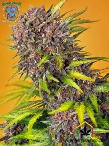 Sweet Seeds Diablo Rojo Xl Auto