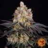 Gelato - Barney's Farm