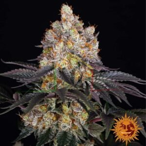 Gelato - Barney's Farm