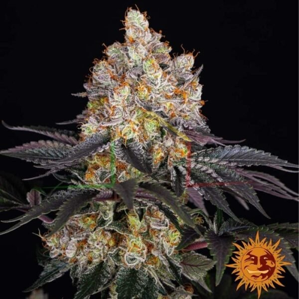 Gelato - Barney's Farm