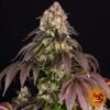 Girl Scout Cookies - Barney's Farm