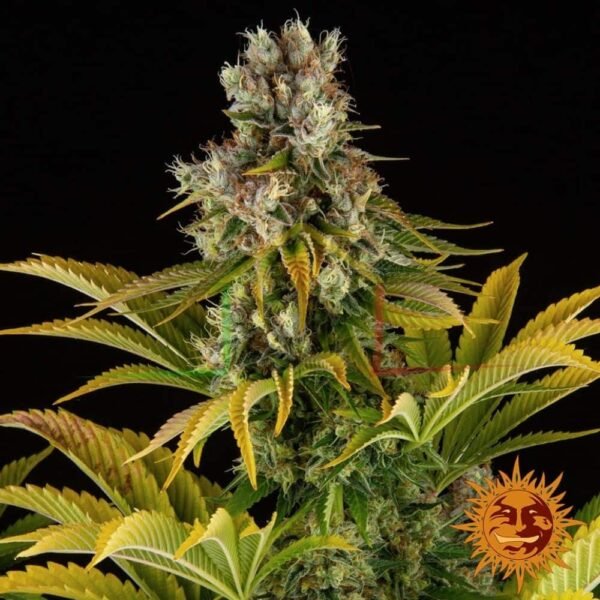 GMO - Barney's Farm