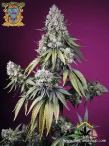 Jealousy Z XL Auto de Sweet Seeds