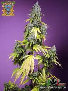 Jet Fuel Mandarine XL Auto de Sweet Seeds