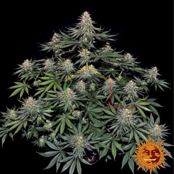 Lemon Drizzel - Barney's Farm