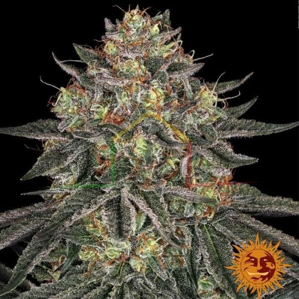 Lemon Drizzel - Barney's Farm