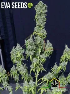 Magic Tree Auto