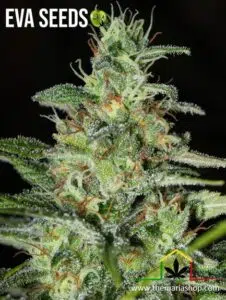 Monster CBD