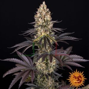 OG Kush - Barney's Farm