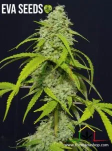 Orange Kush Auto de Eva Seeds