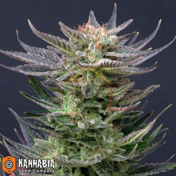 Purple Dream Auto - Kannabia