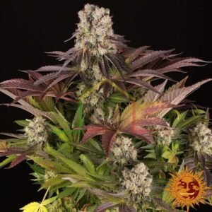 Purple Punch x Lemon Drizzle - Barney's Farm