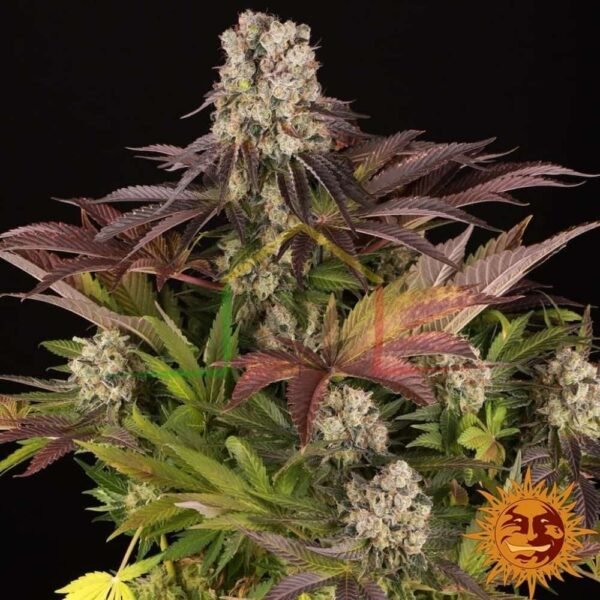 Purple Punch x Lemon Drizzle - Barney's Farm