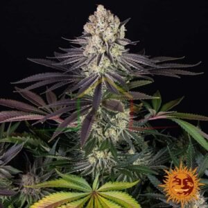 Runtz - Barney's Farm