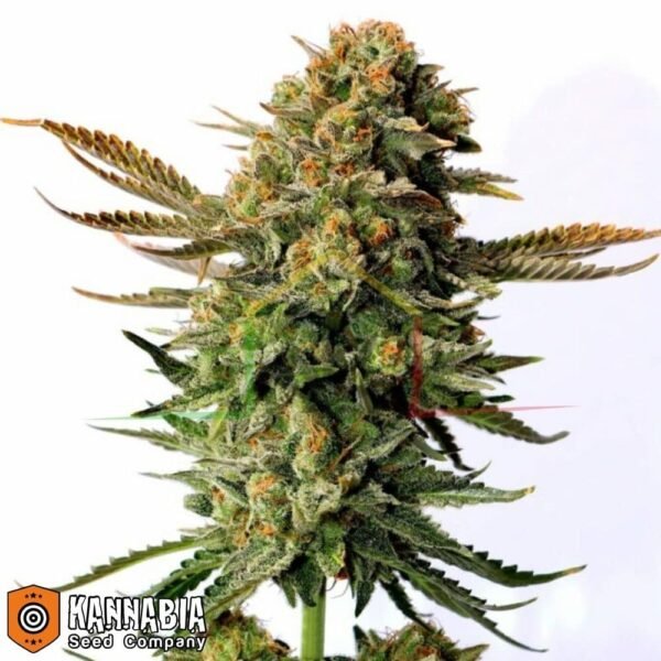 Russian Doll de Kannabia Seeds