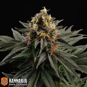 Sativa Dream de Kannabia
