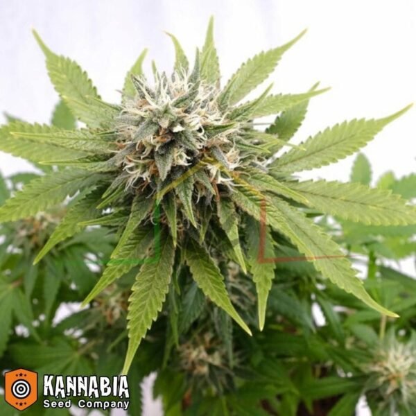 Silver Widow de Kannabia Seeds
