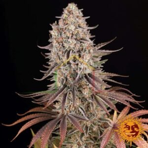 Sour Strawberry - Barney's Farm
