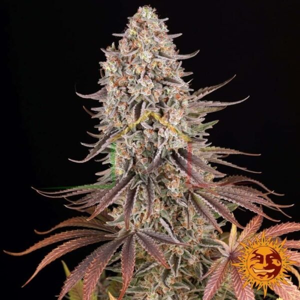 Sour Strawberry - Barney's Farm