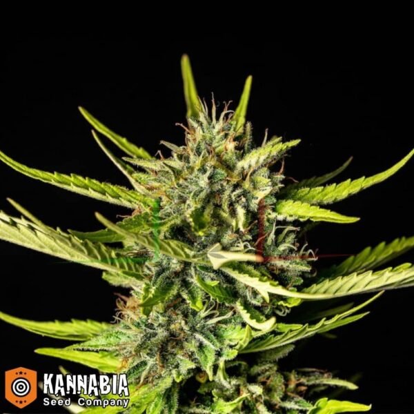 Strawberry Haze Auto de Kannabia Seeds