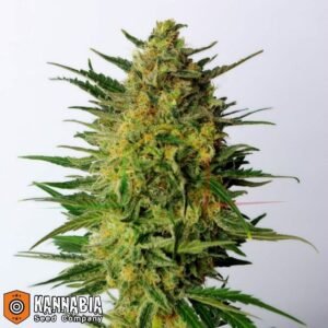 Super AK de Kannabia Seeds