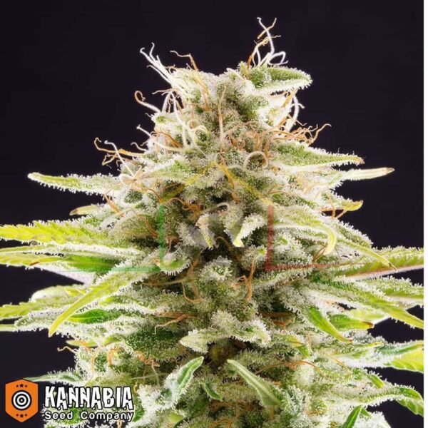 Super OG Kush de Kannabia Seeds