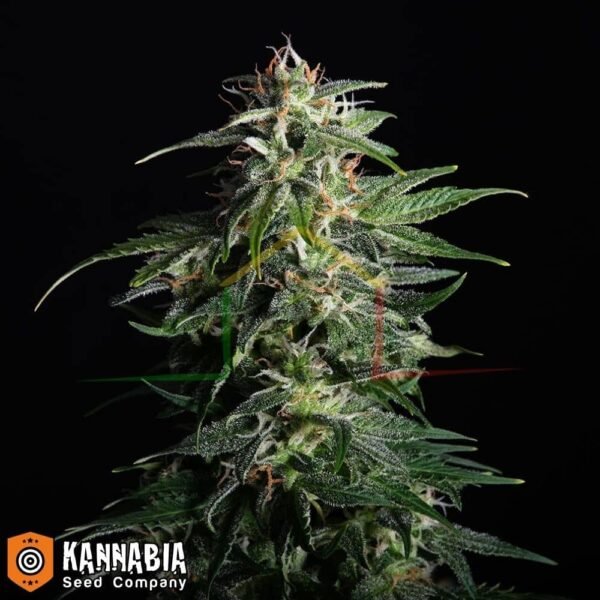 Swiss dream CBD Auto - Kannabia