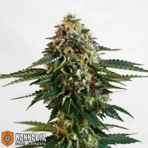 thcv kannabia seeds