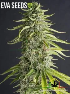 Viejo Toby de Eva Seeds