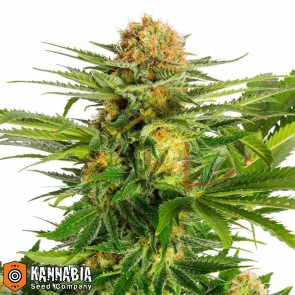 white domina kannabia seeds