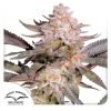 Orange Bud 2.0 - Dutch Passion