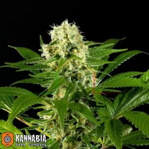 Amnesi-K Lemon de Kannabia Seed