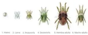 fases araña roja