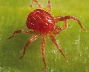 araña roja marihuana