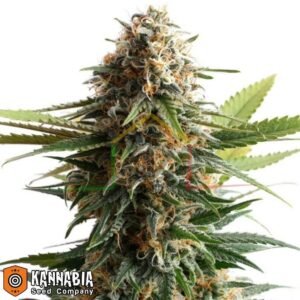 Big Band de Kannabia Seeds