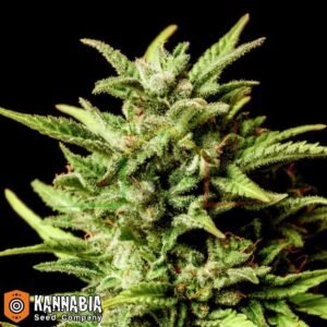 Break-up Cake de Kannabia Seeds