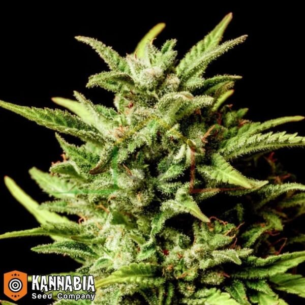Break-up Cake de Kannabia Seeds
