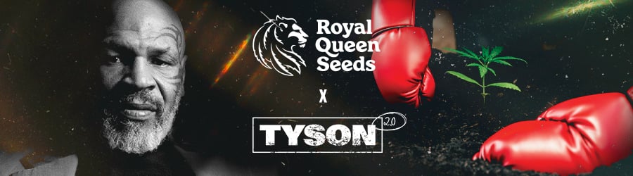 Nuevas variedades 2024 Royal Queen Seeds x Tyson 2.0