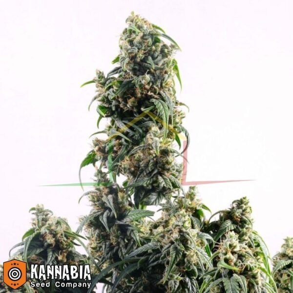 CBDV Auto de Kannabia Seeds