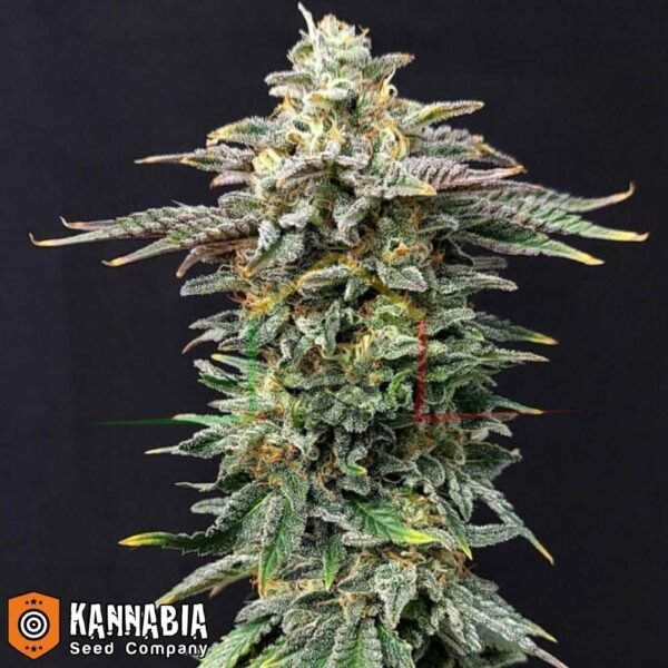 Cherry Dream de Kannabia Seeds