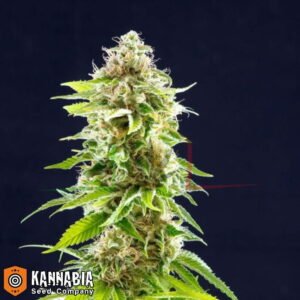 Cookies Haze de Kannabia Seeds