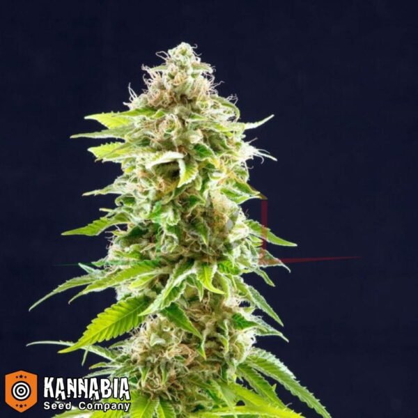 Cookies Haze de Kannabia Seeds