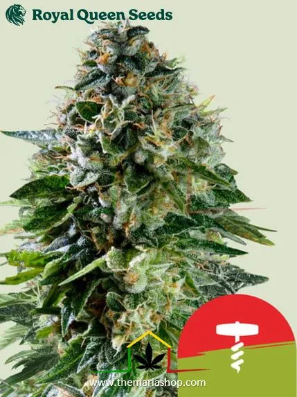 Corkscrew Auto de Royal Queen Seeds x Tyson 2.0