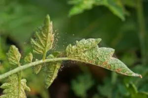 daños por araña roja en marihuana