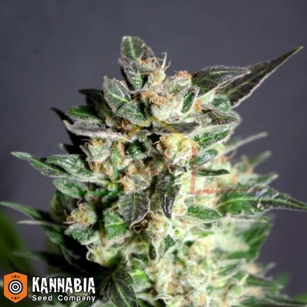 Diesel Glue de Kannabia Seeds