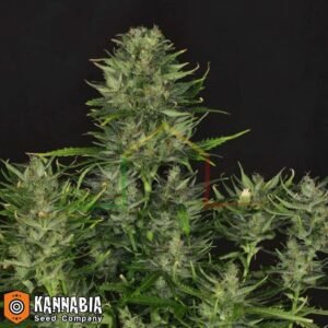 Dosidos Auto de Kannabia Seeds